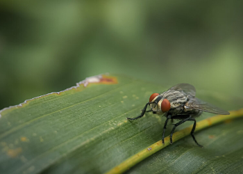 Small Flies: Identification, Habits, Breeding Sources, and Treatment Methods
