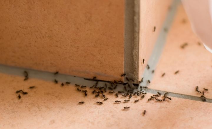 Ant Control
